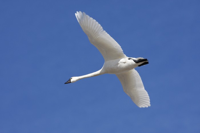 Tundra Swan in flight over the Thedford Bog.