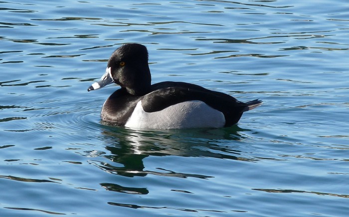 Ring-necked Ducks are just one of the many species of ducks to be seen at Presqu'ile in March. Photo: D. Bree.