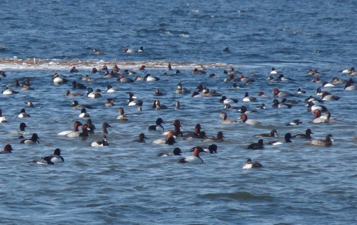 Une petite sélection des nombreux canards à Presqu'ile