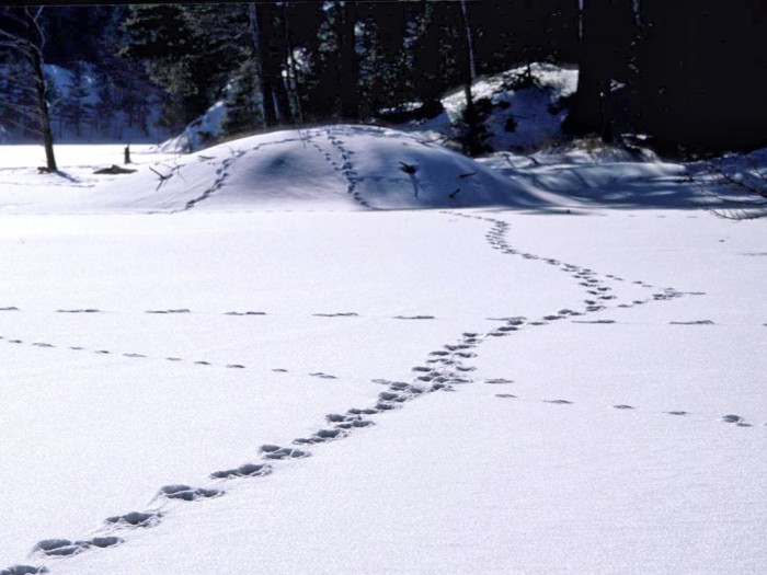 beaver lodge & wolf tracks