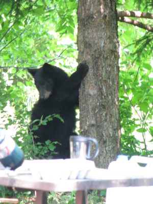 bear looking at picnic table