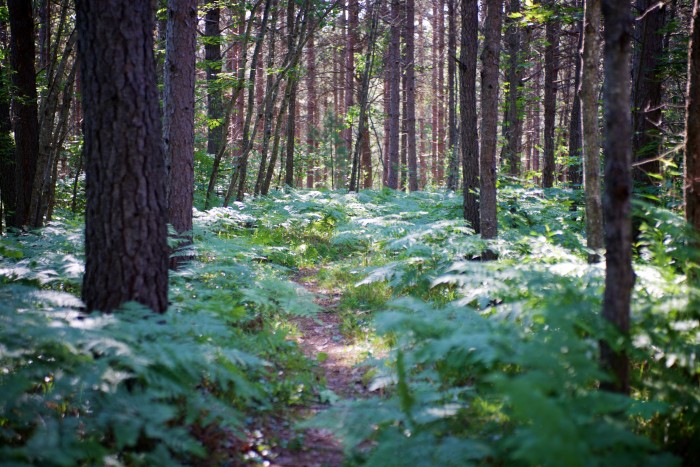 Ferns cover ground on hiking trail at DriftwoodPP
