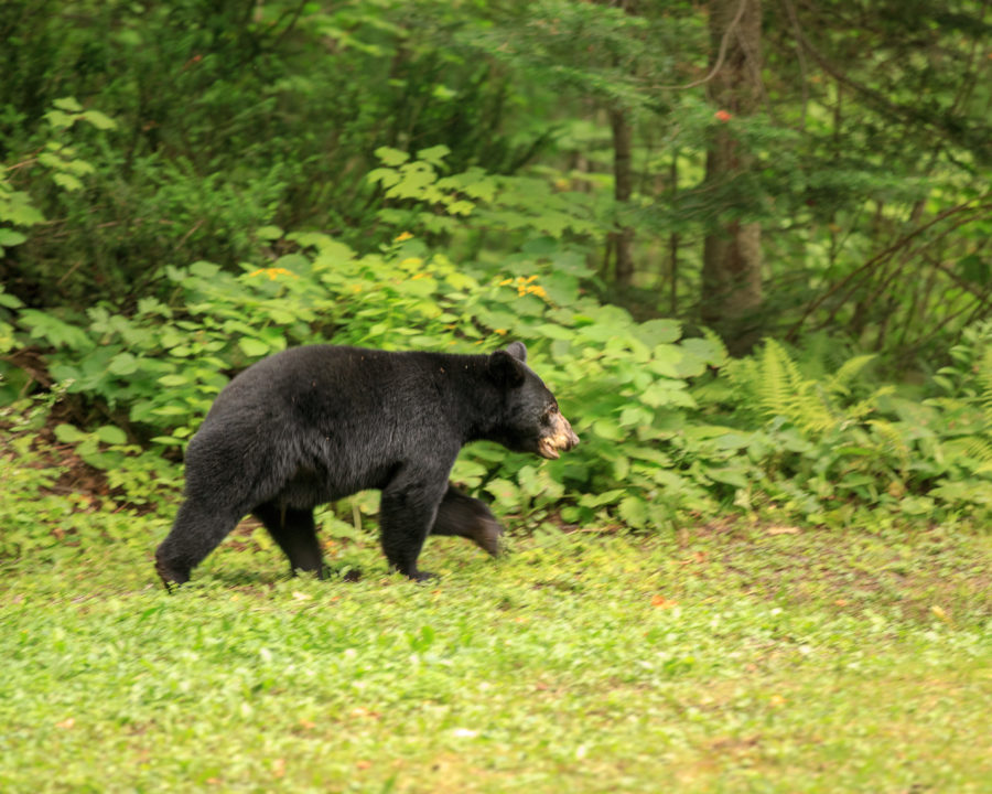Walking Black Bear, Grundy Lake