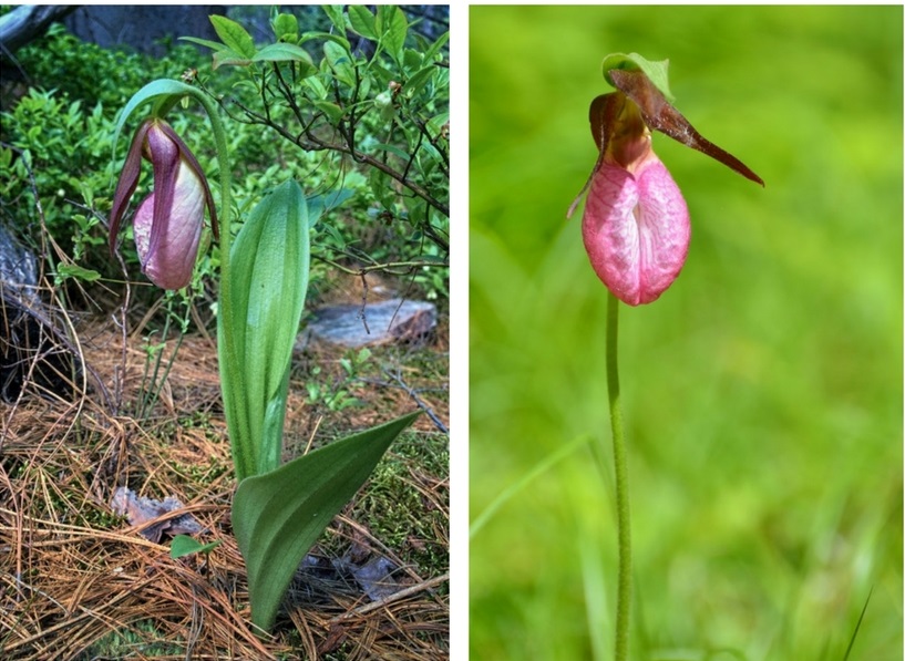 Two images: one of the profile of of the orchid blossom, and the other of the front view 