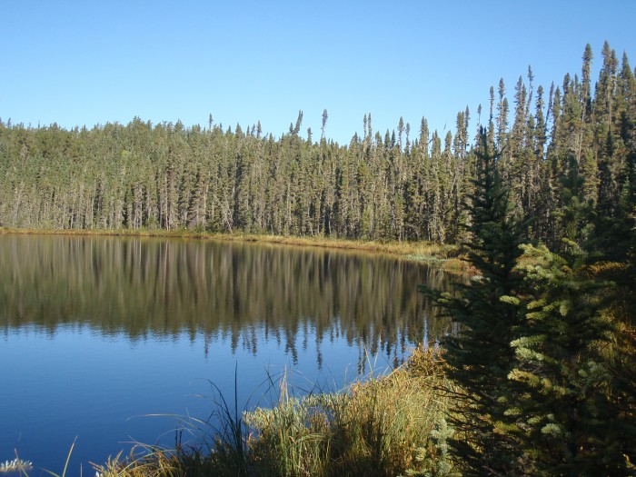 Woodland Caribou Black Spruce Pond