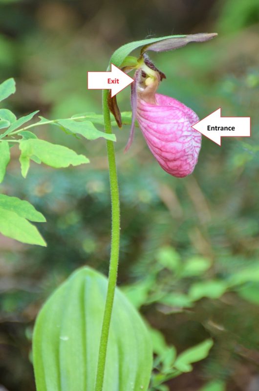 Side view of orchid blossom with arrow pointing to the hole at the top (says "exit") and the chamber at the bottom that says "entrance"