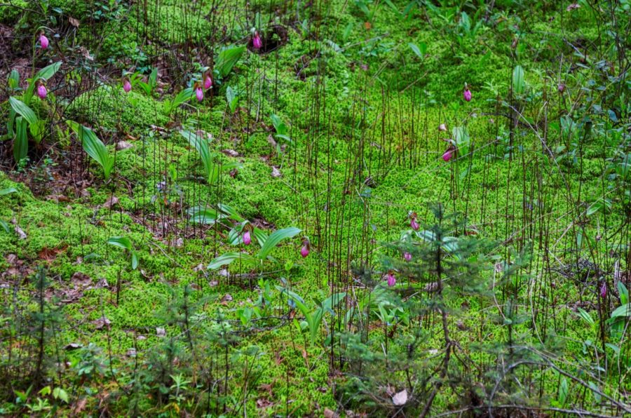 Forest floor covered with moss and saplings, and dotted with pink blossoming orchids
