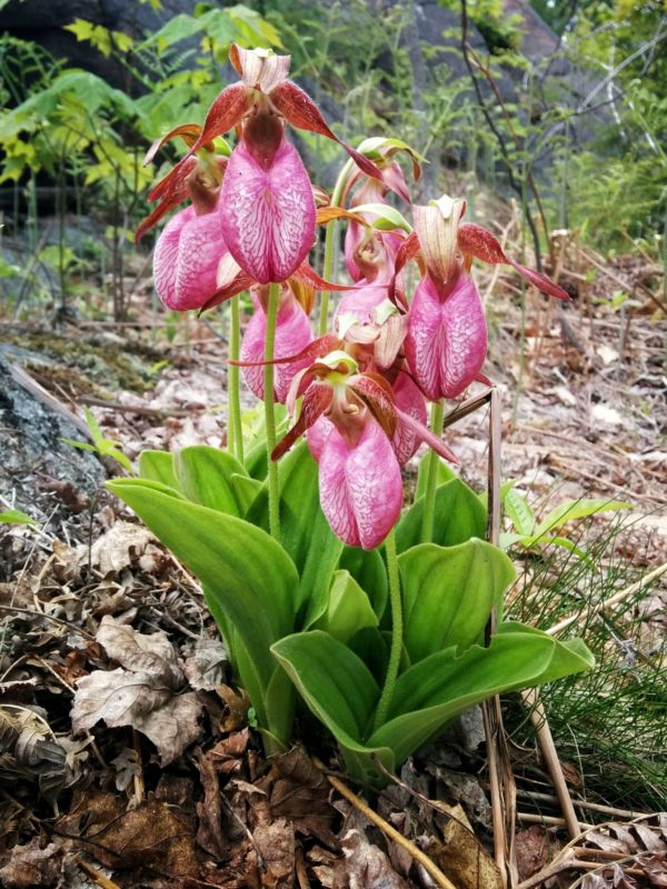 Cluster of seven orchids with many leaves at the base on a background of forest litter