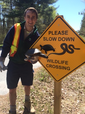 Reptile crossing sign