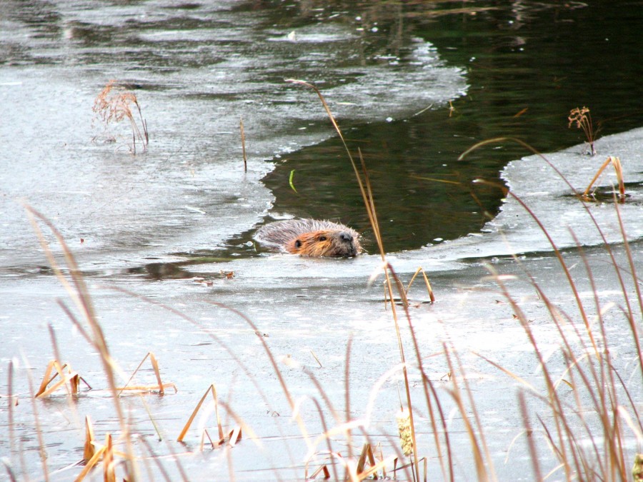 Beaver swimming 