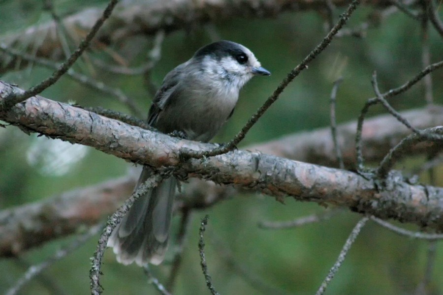 We spotted this gray jay in Missinaibi Provincial Park.