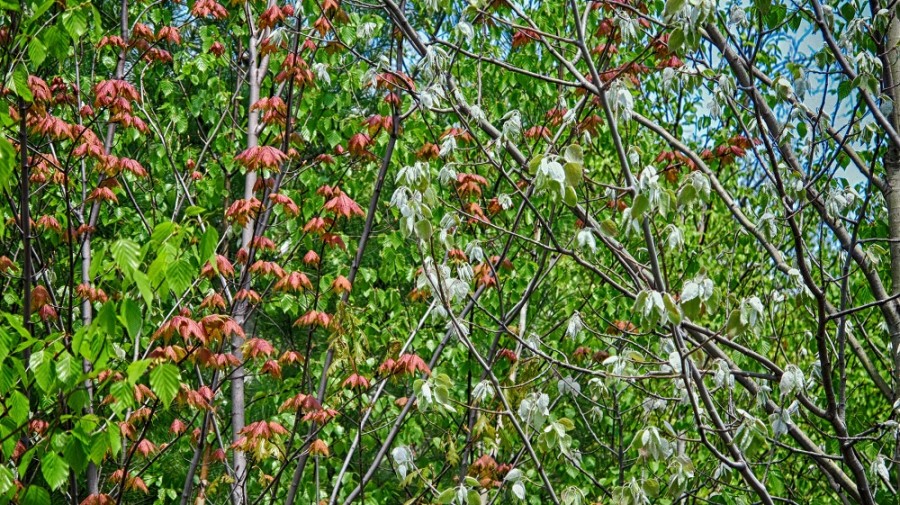 spring leaves_poplar oak maple birch