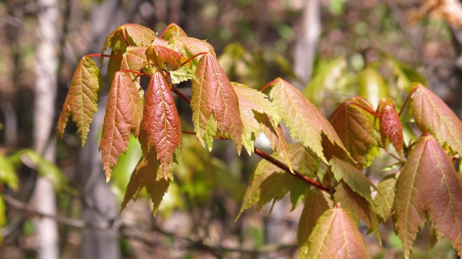 Spring leaves: red maple