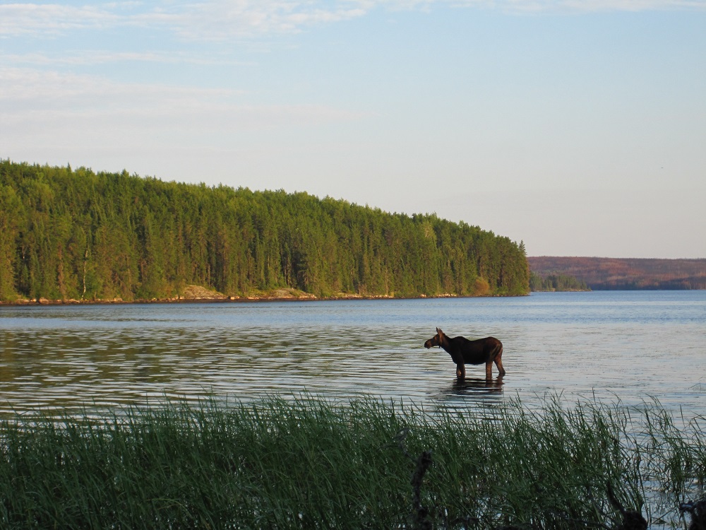 Cow Moose in lake