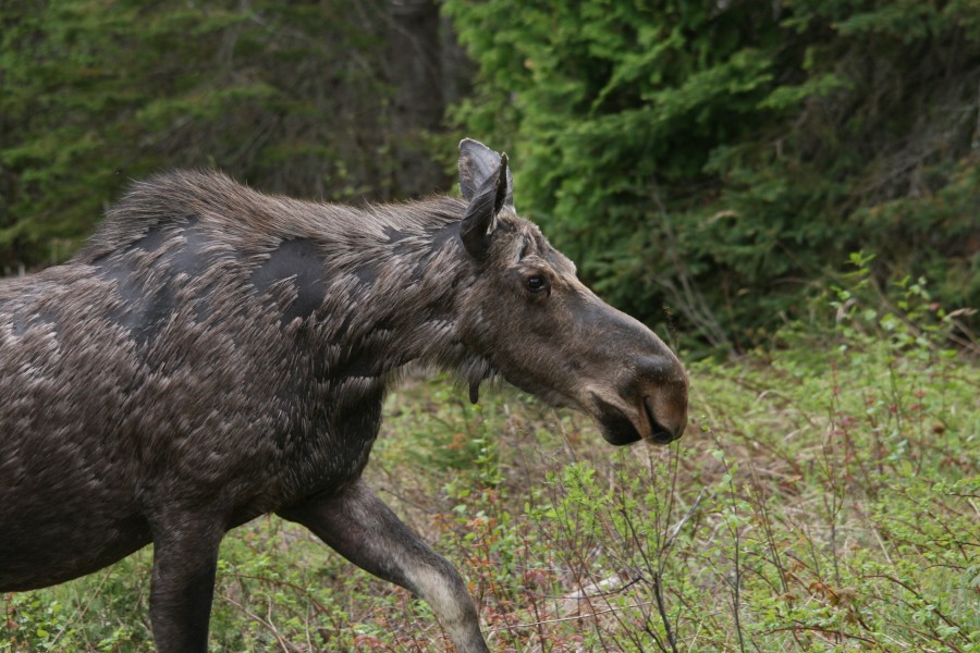Forgot to get proper focus on a moose? That's not a problem with AfterFocus. Photo by Andrea Coulter.
