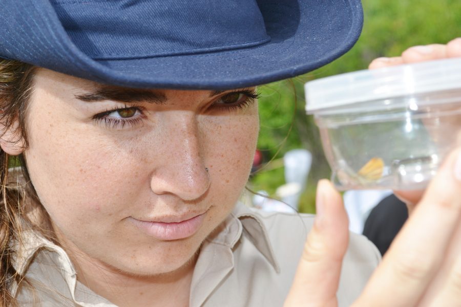 naturalist looking at butterfly in jar