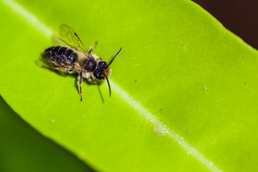 leaf-cutter bee on leaf