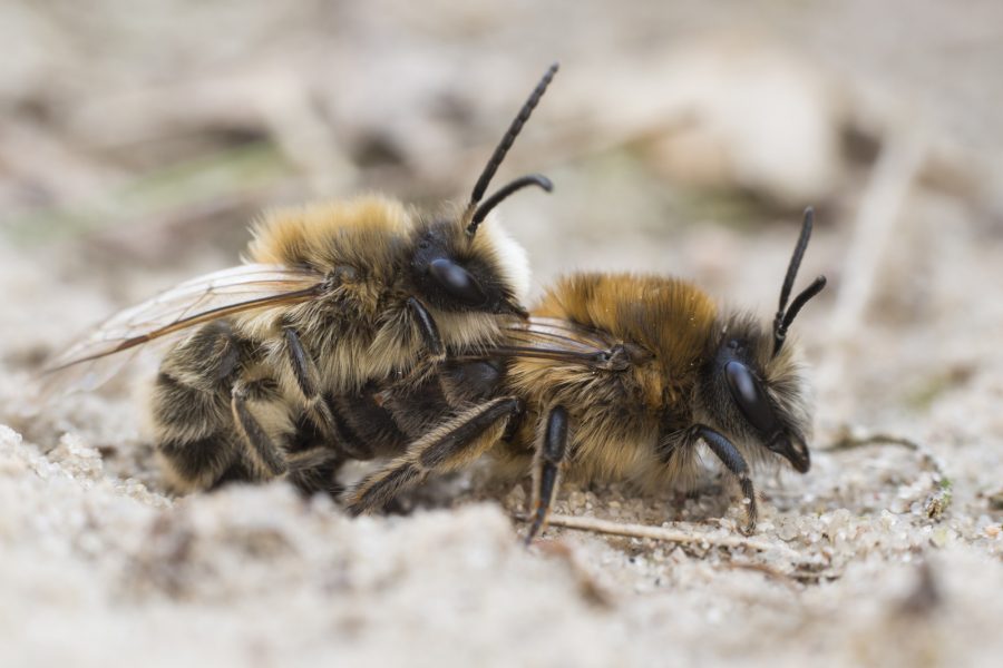 2 Mining Bees in dirt