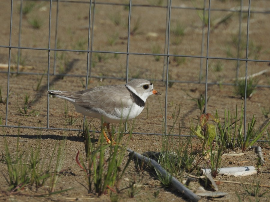 Female plover hopping through the nest-protector fence.
