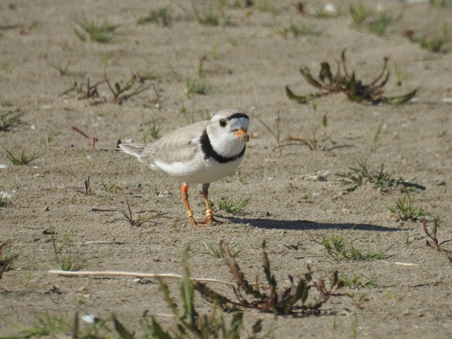 piping plover on beach