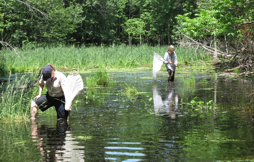researchers in the pond