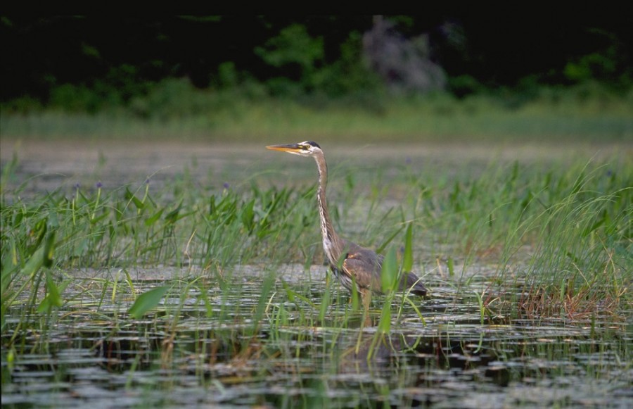heron in wetland