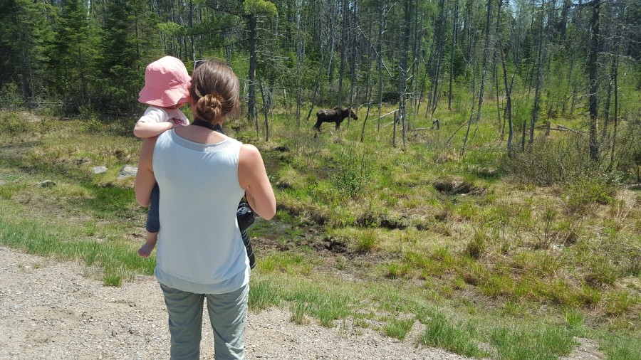 Mother and daughter moose watching along Hwy 60 in Algonquin Park May 2016 Michelle Kobzik