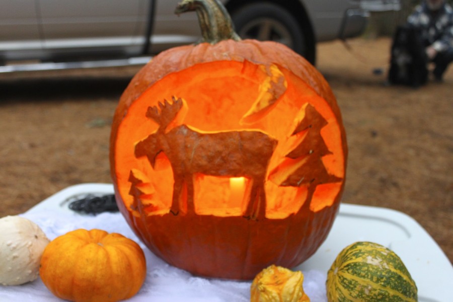 Moose pumpkin carving 