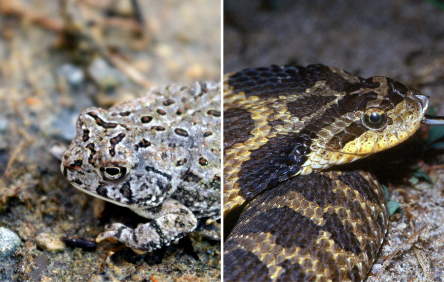 Fowler's toad and eastern hog-nosed snake