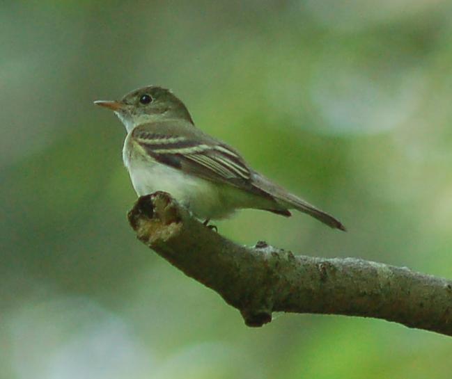 Acadian flycatcher