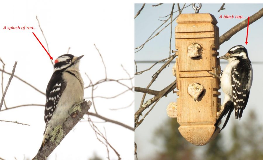 downy and hairy woodpecker