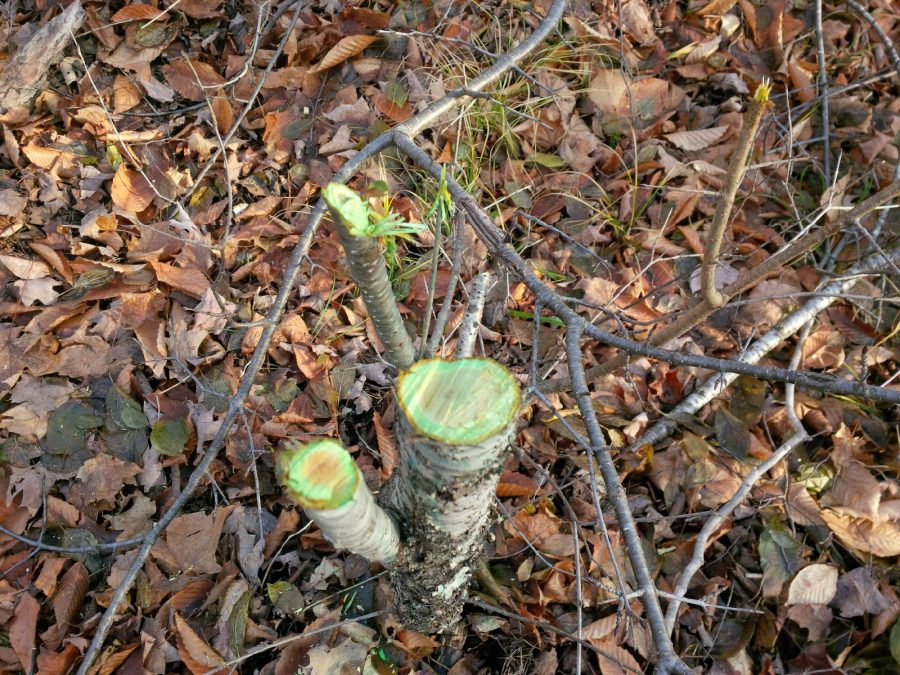 buckthorn stumps