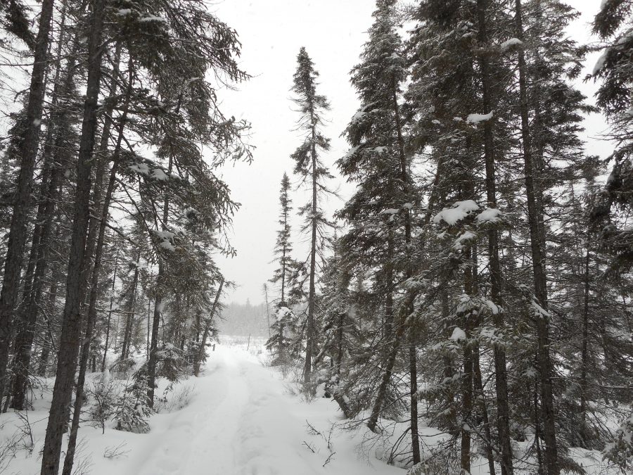 Spruce Bog Trail winter