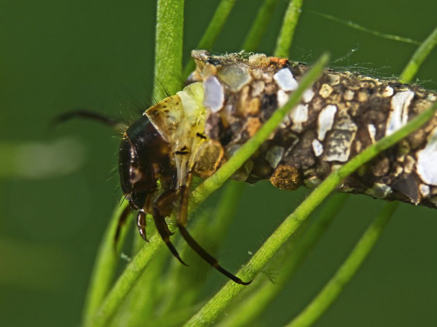 Caddis fly larvae