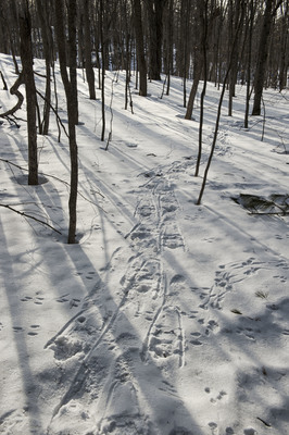 winter tracks