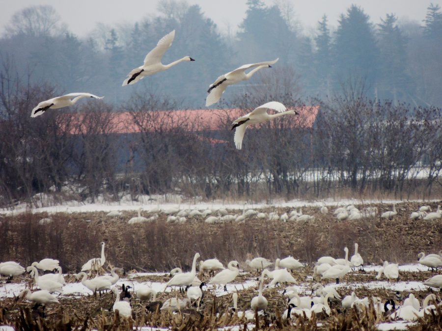 tundra swans in field