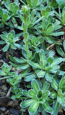 encrusted_saxifrage_leaves