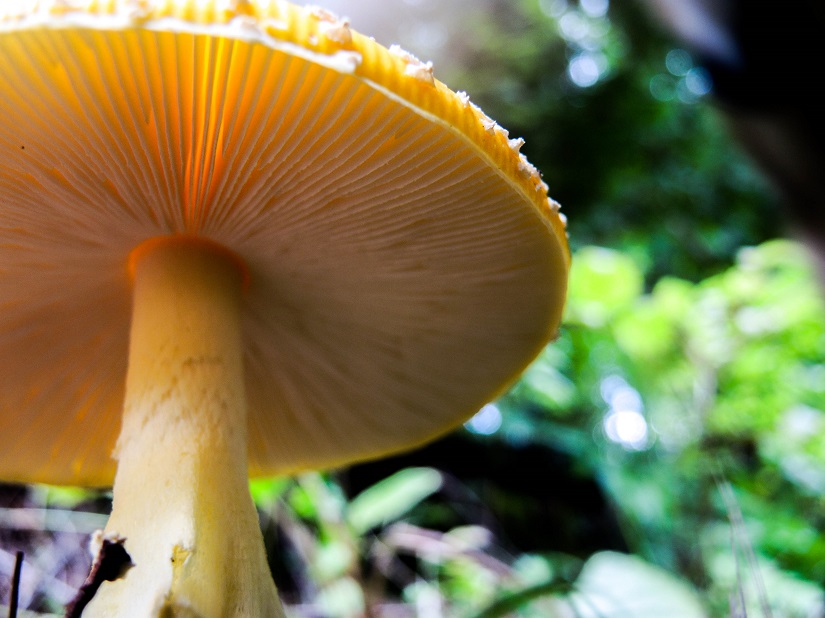 Close up of a mushroom.