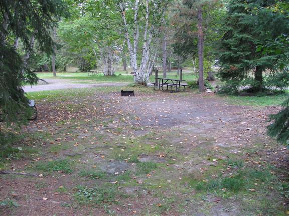 Ivanhoe campsite with birch trees