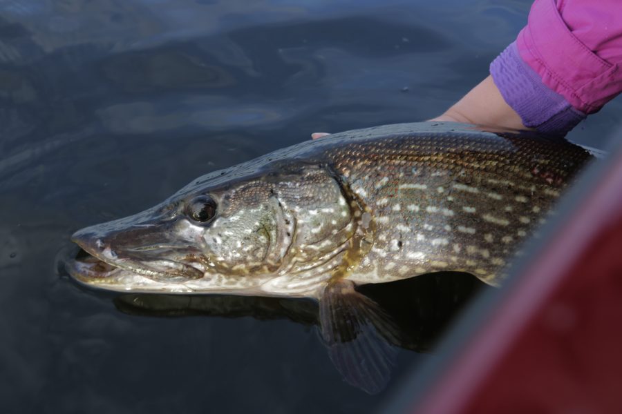 This is a Northern Pike