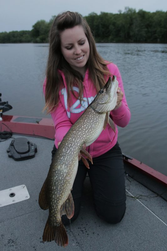 A Northern Pike freshly caught