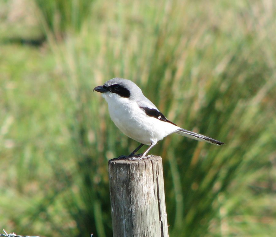 shrike perched on fence post