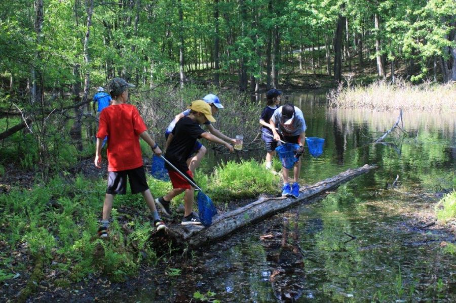 Group of boys searching for creatures in swamp.