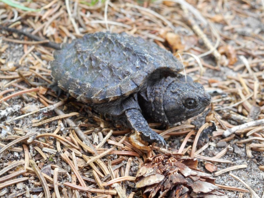 Close up of baby snapping turtle. 