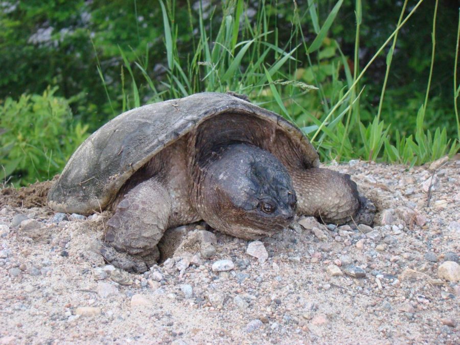Snapping turtle resting in sand. 