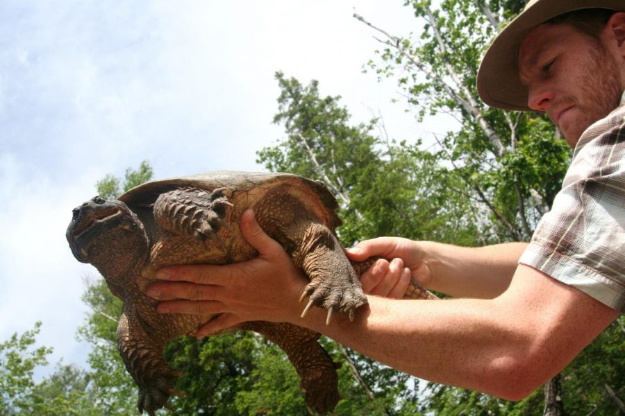 Man holds large snapping turtle.