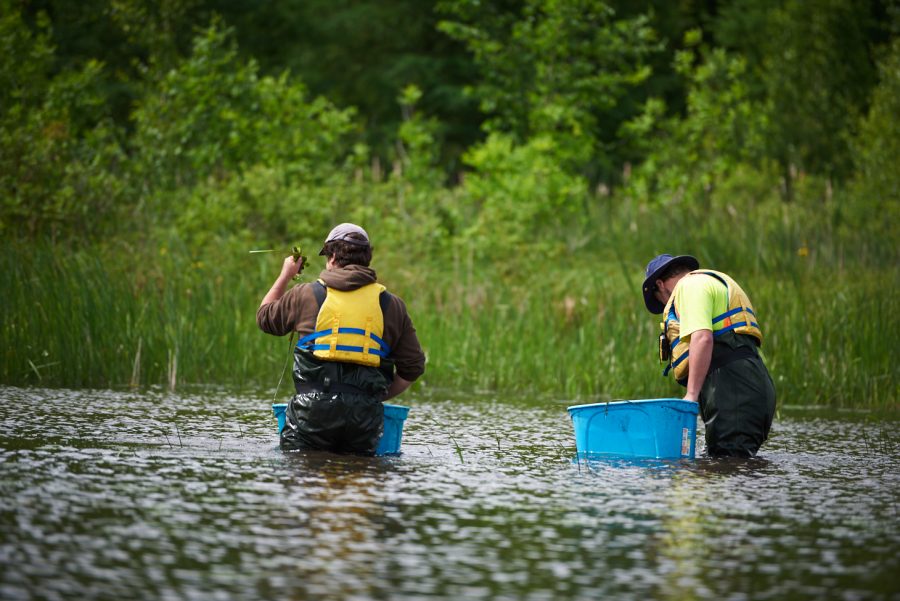 people in hip waders pulling Water Chestnuts from a wetland