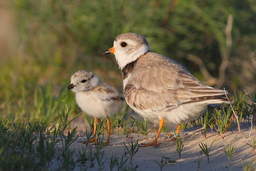 plover and chick
