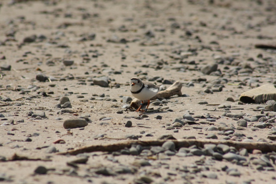 Piping Plover on sand