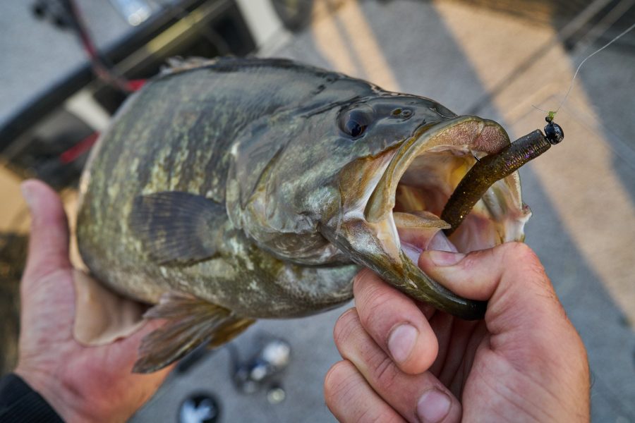 Close up of smallmouth bass with lure in its mouth